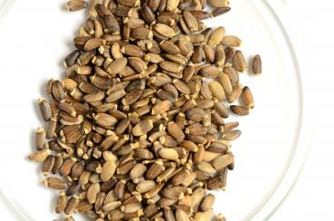 Mariendistel Samen, ganz  2 kg (9,45€/kg)